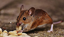 24 Hour & Emergency Exterminators in Monroe Twp, NJ